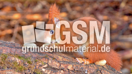 Eichhörnchen (38).jpg